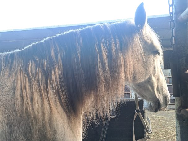 Manen na gebruik manen- en staartspray